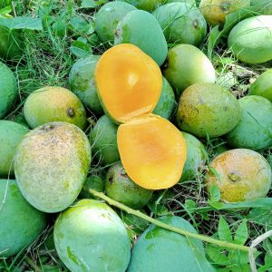 হিমসাগর আম — ২৪ কেজি